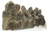 Articulated Hadrosaur (Maiasaura) Caudal Vertebrae - Montana #227424-4